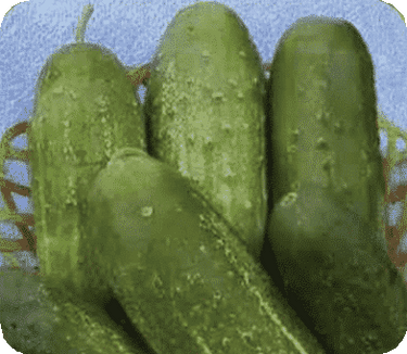 Calypso Hybrid Cucumber Seeds
